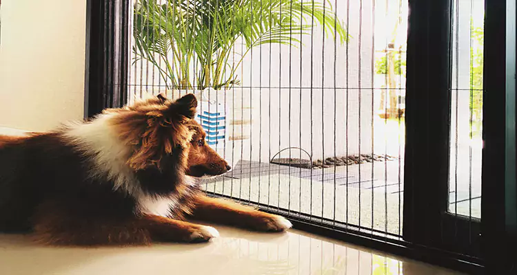 Sliding Screen Pet Door Repair in Miami Lakes, FL