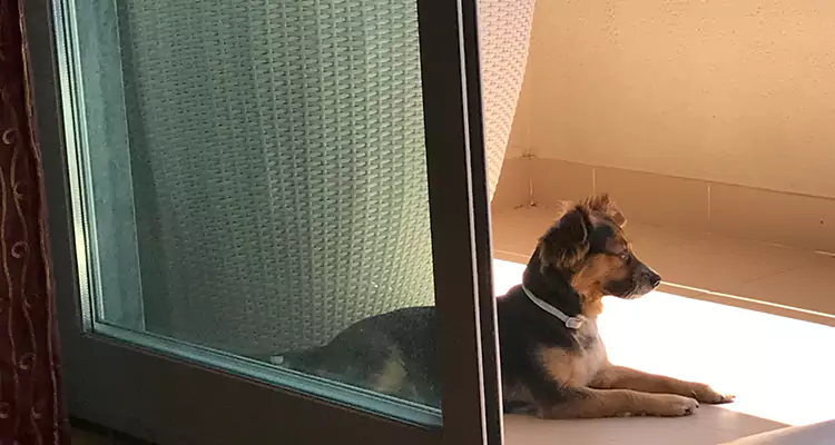French Door Pet Screen Repair in Miami Lakes, FL